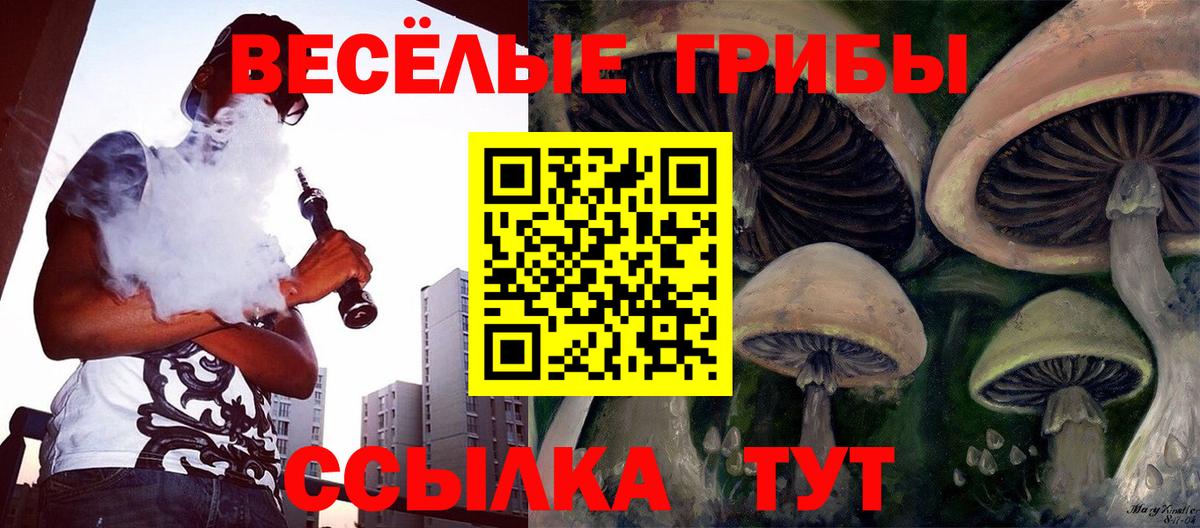 Галлюциногенные грибы Psilocybe Будённовск